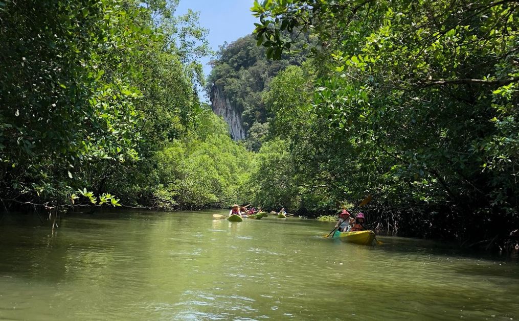 Spływ kajakami pośród lasów namorzynowych w Krabi.
