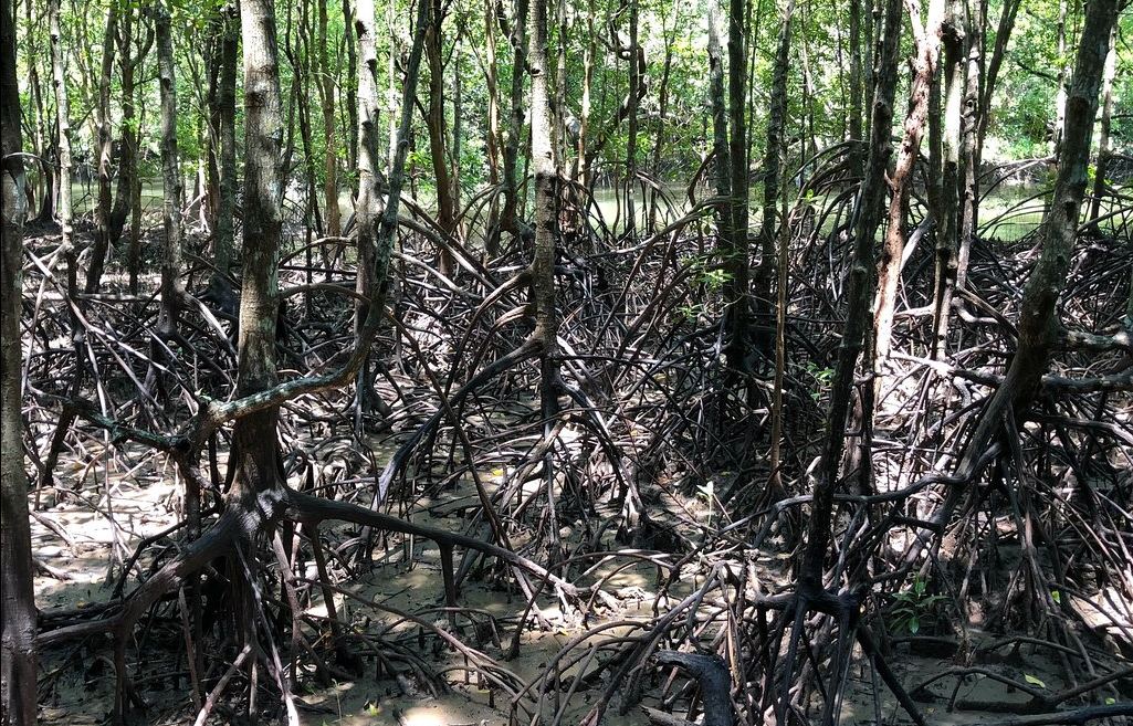 Lasy namorzynowe w Ao Luk, Krabi.